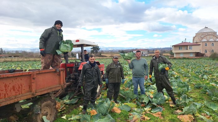 aa-20241215-36489205-36489204-bafra-ovasinda-beyaz-lahanada-135-bin-ton-rekolte-bekleniyor.jpg