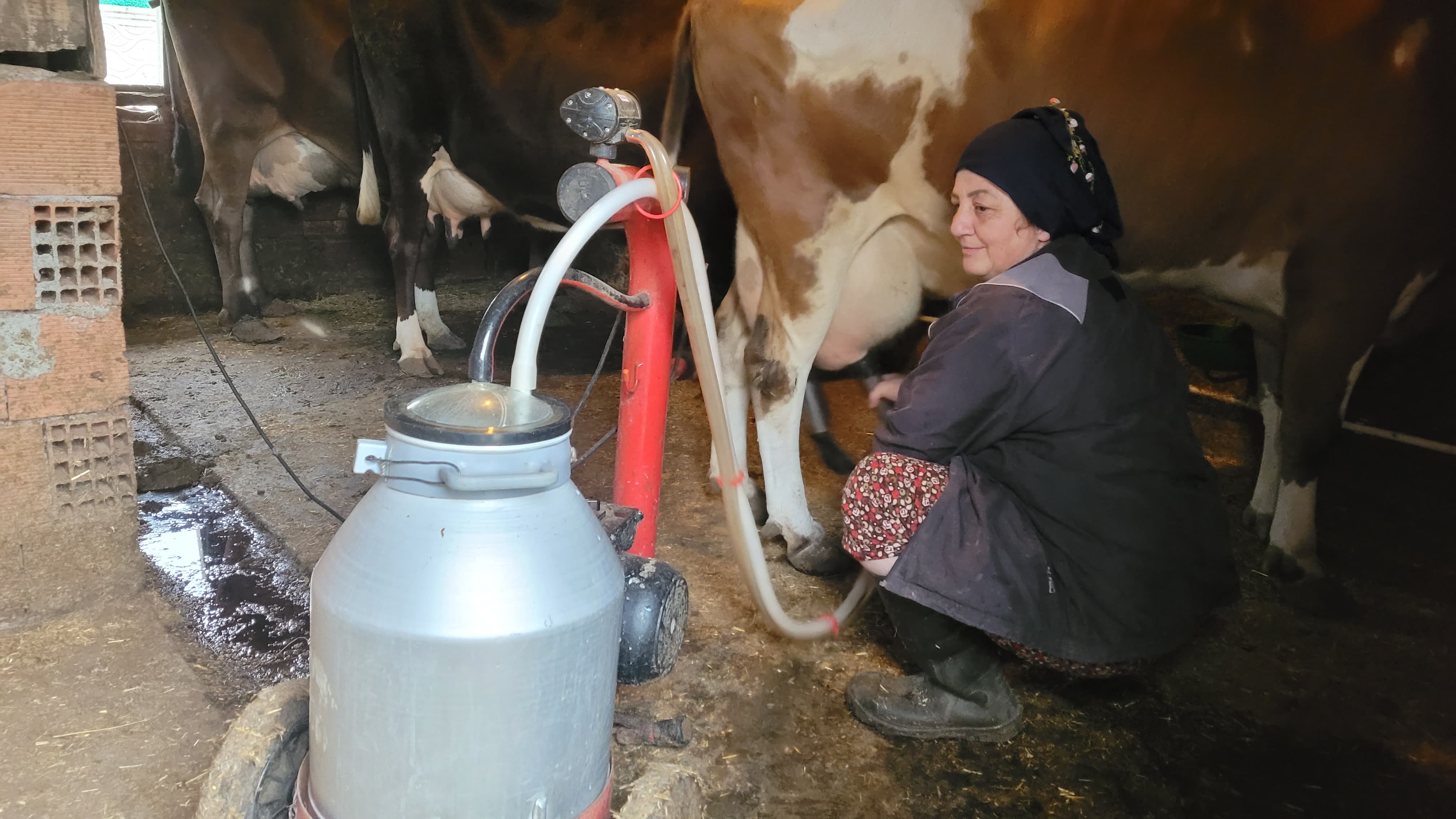 aa-20250602-38160236-38160233-uc-buzagiyla-basladi-ciftci-kredisiyle-hayvan-sayisini-28e-cikardi.jpg