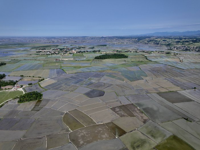 aa-20250604-38183441-38183433-samsunun-alacam-ilcesinde-23-bin-800-dekar-alanda-celtik-ekimi-yapiliyor.jpg