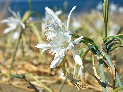 nesli-tukenme-tehlikesindeki-kum-zambagi-756107-223175.jpg