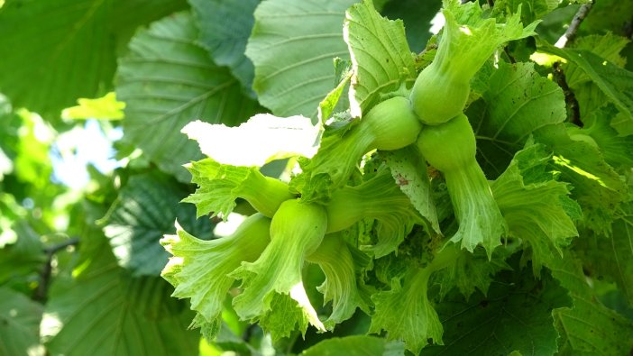 samsunda-tahmini-findik-rekolte-calisma-803699-237912.jpg