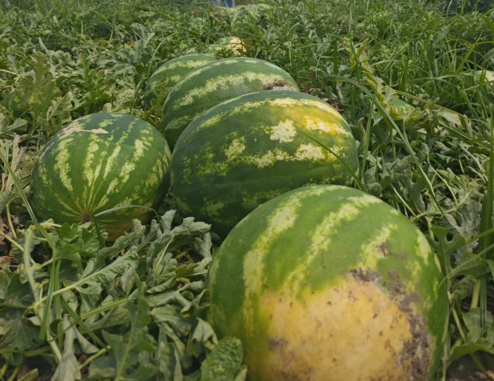 bafra-ovasinda-kavun-ve-karpuz-hasadi-h-842044-249632.jpg