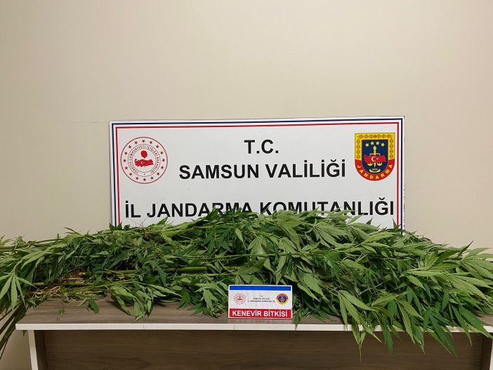 aa-20250802-38731119-38731118-samsunda-ormanlik-alana-kenevir-eken-supheli-sucustu-yakalandi.jpg