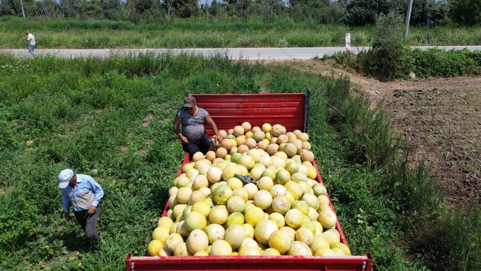 aa-20250807-38763733-38763726-bafra-ovasinda-yetistirilen-suheyla-kavununda-hasat-suruyor.jpg