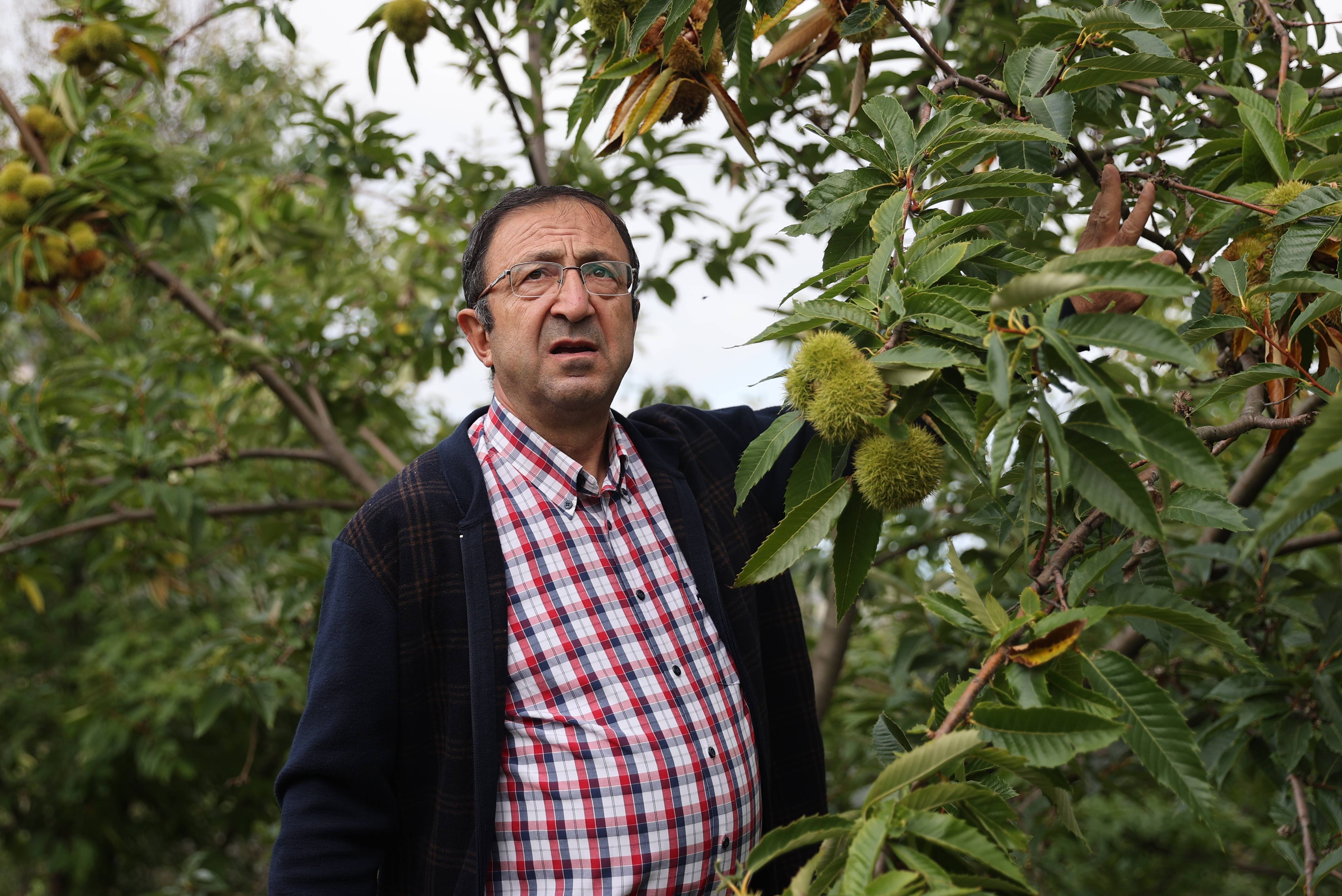 aa-20251006-39329515-39329506-samsunda-kestane-kanseri-ve-gal-arisi-zararlisina-dayanikli-turler-uretiliyor.jpg