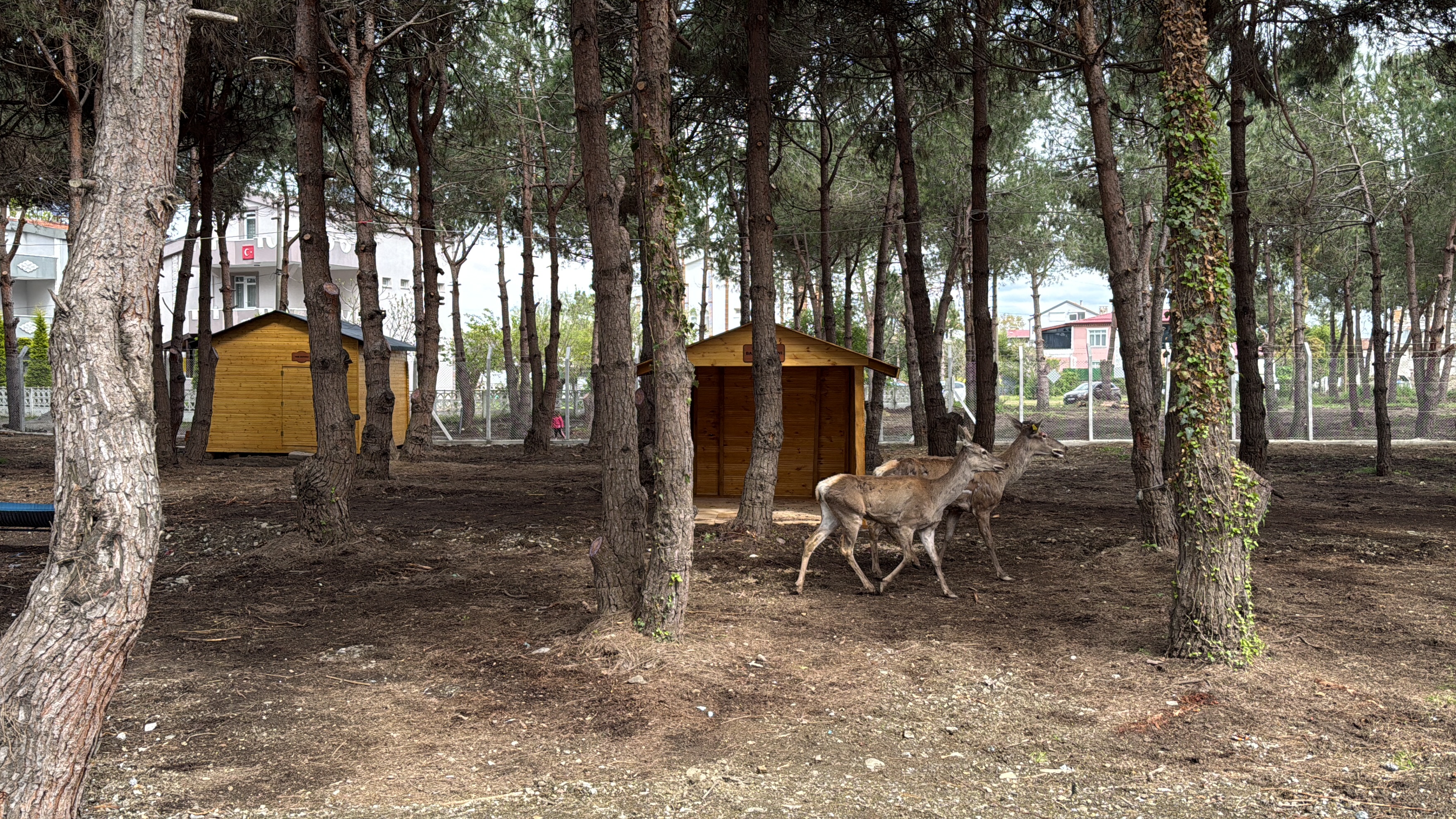 aa-20260503-41275762-41275760-samsunda-efsaneden-yola-cikilarak-geyik-yasam-alani-olusturuldu.jpg