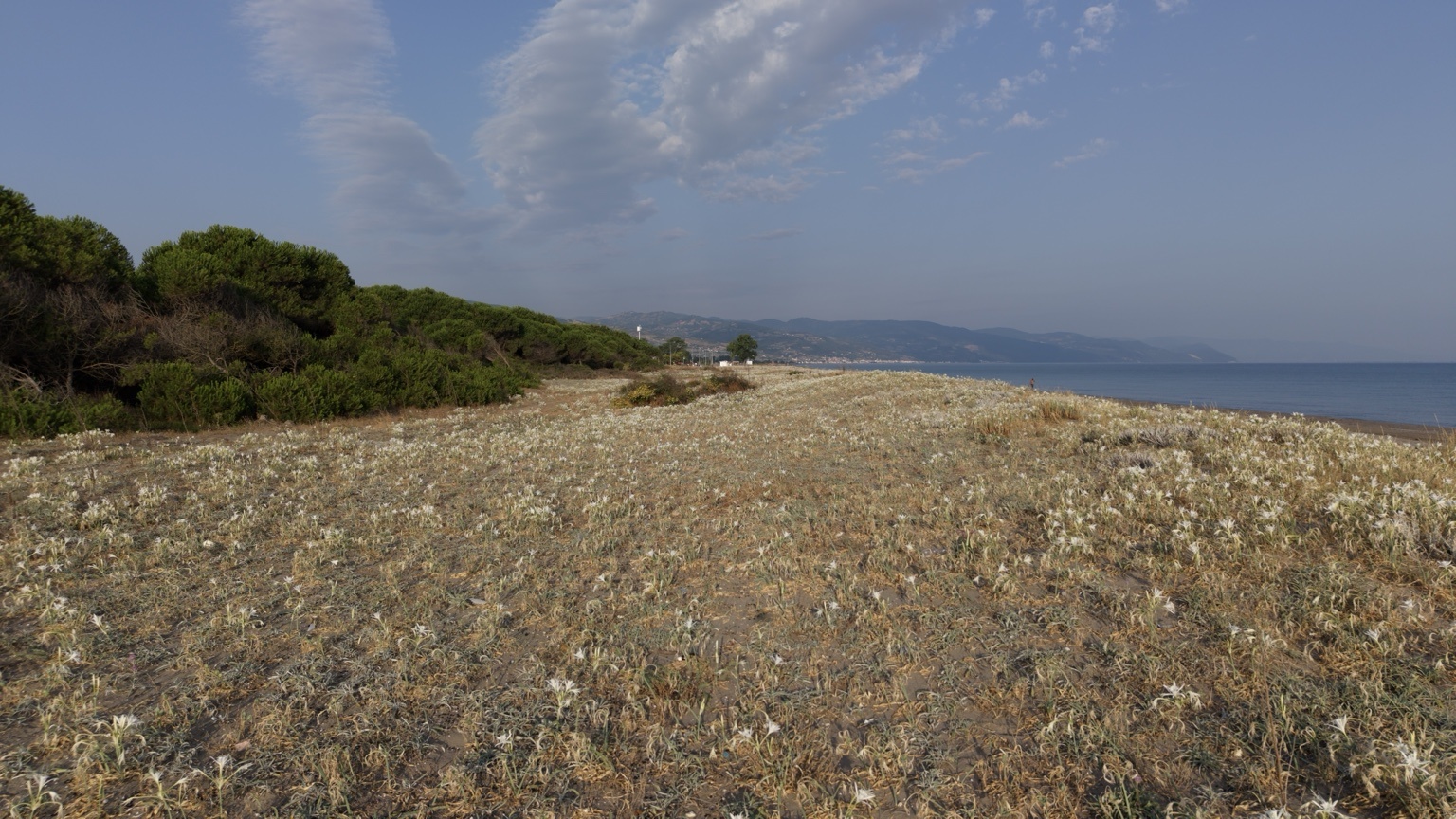 aa-20260809-42173781-42173779-samsunda-koruma-altindaki-kum-zambaklari-goruntulendi.jpg