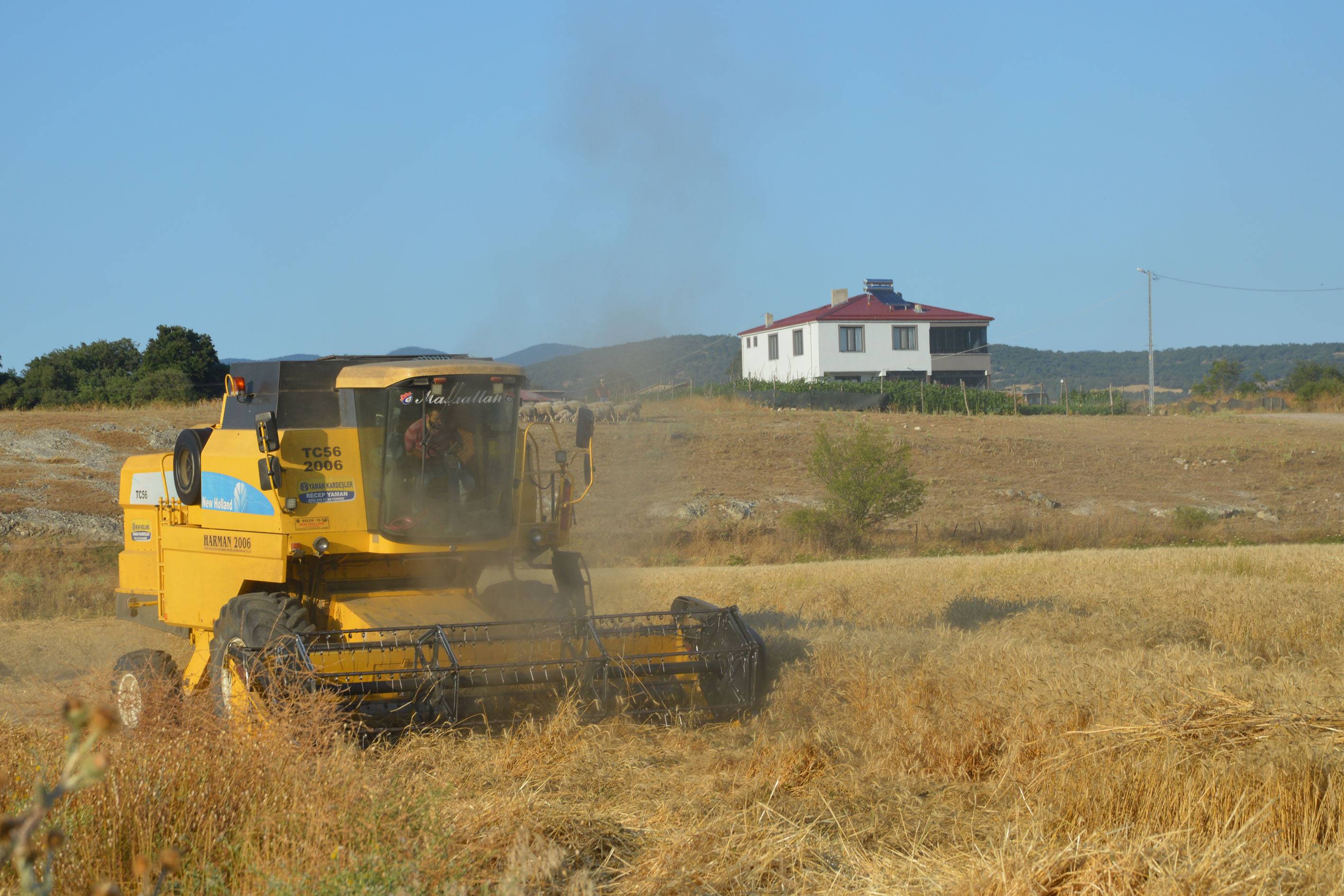 aa-20260810-42177631-42177627-havza-bugday-pazarinda-hasat-hareketliligi.jpg