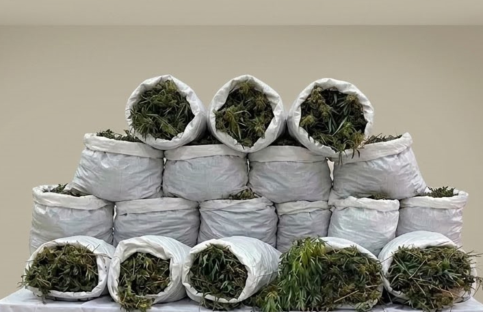 aa-20260822-42278389-42278387-samsunda-138-kilogram-esrar-ve-1757-kok-kenevir-ele-gecirildi.jpg
