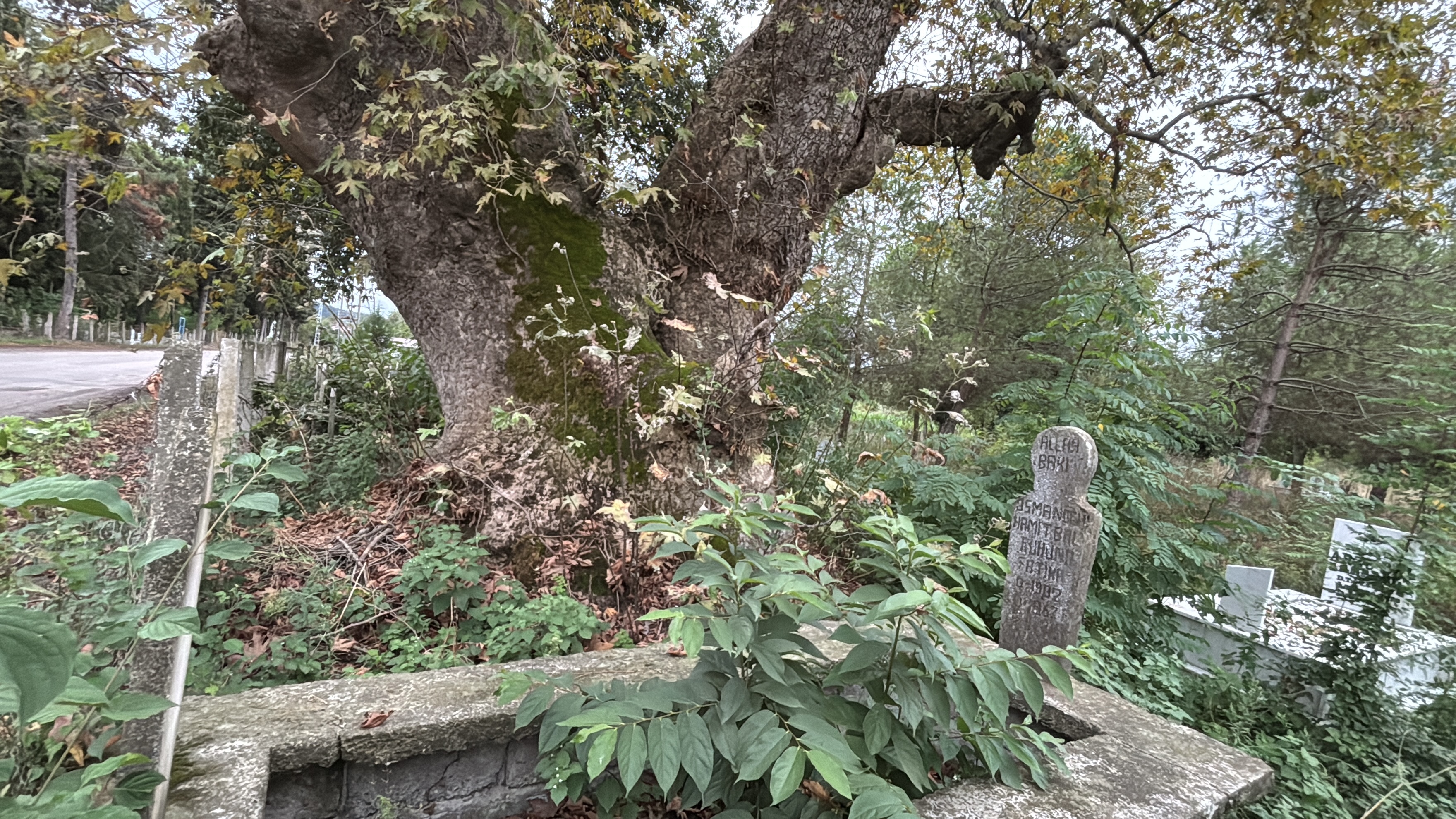 aa-20260921-42528960-42528956-samsunda-asirlik-cinarlar-tarihe-taniklik-ediyor.jpg