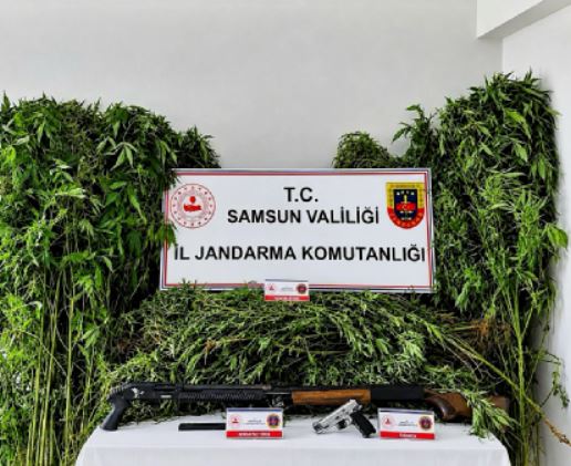 evin-bahcesinde-756-kok-kenevir-bitkisi-1520351-452266.jpg