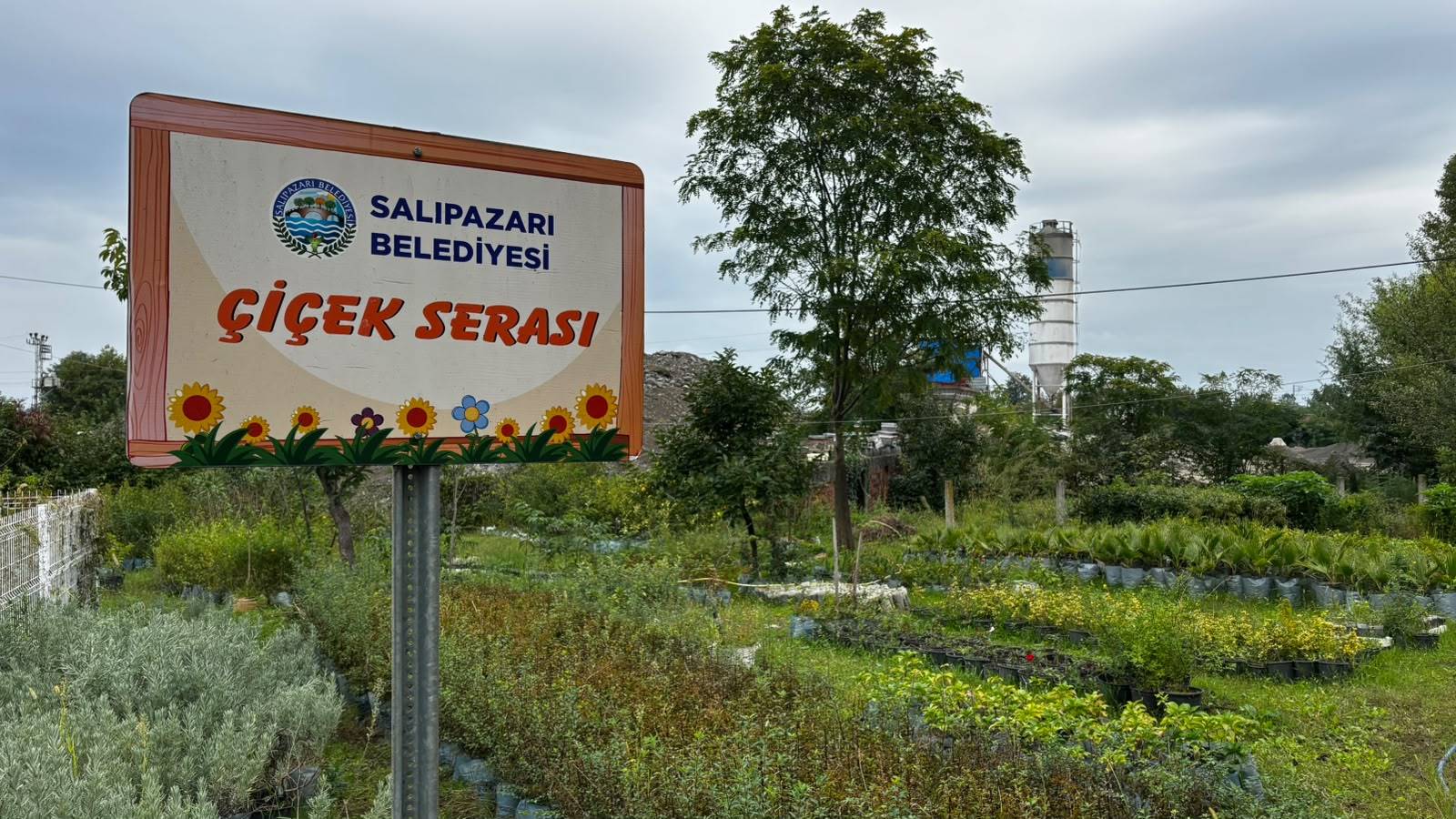 aa-20261006-42664172-42664171-salipazarinda-belediye-serasinda-yetistirilen-lavantalar-toprakla-bulusuyor.jpg