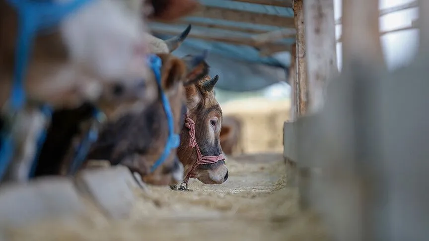 thumbs-b-c-5540dc3b82ed71b6406402dc6f1b383c.webp