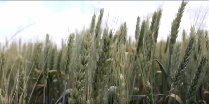 Kırklarelili çiftçi buğday üretiminden umutlu
