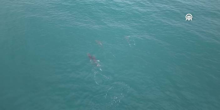 Karadeniz'de su yüzeyine çıkan yunuslar görüntülendi