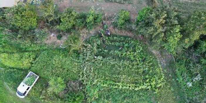 Samsun’da kenevir operasyonu dron kamerasında