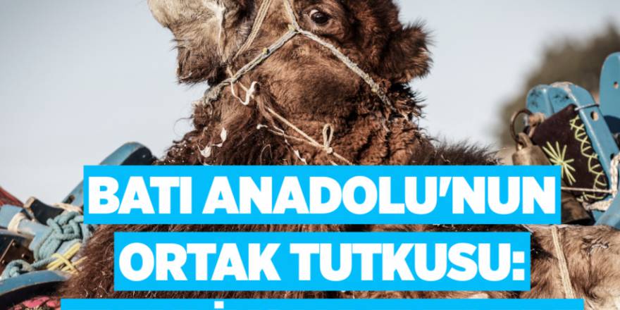 BATI ANADOLU'NUN ORTAK TUTKUSU: "PEHLİVAN DEVELER"